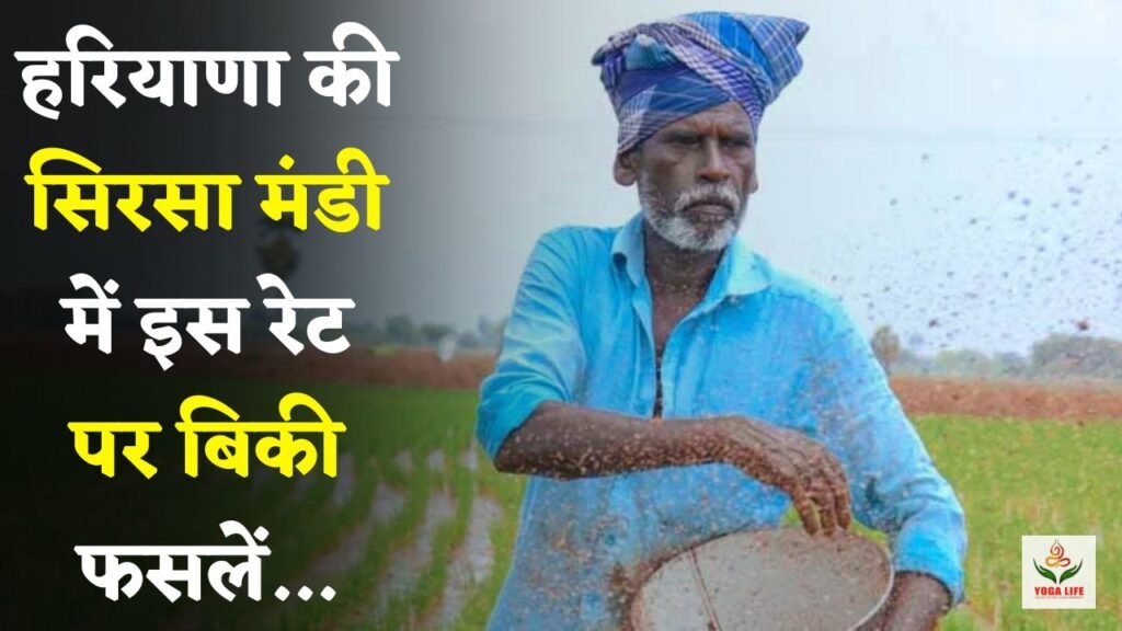 Crops sold at this rate in Sirsa Mandi of Haryana